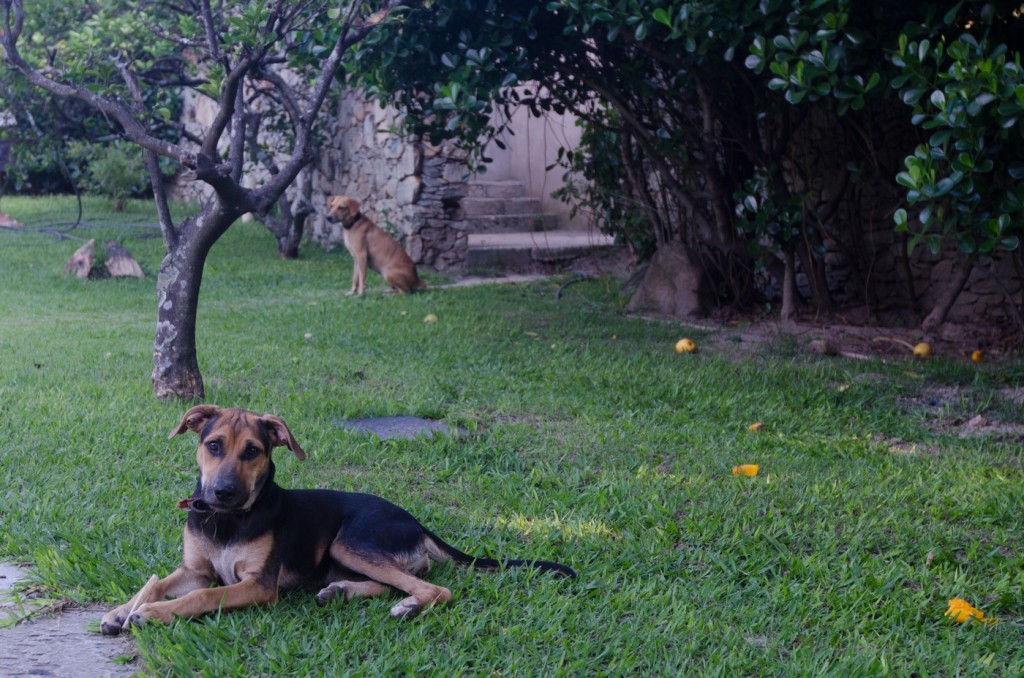 Cães na Pousada das Pedras, Serra do Cipó