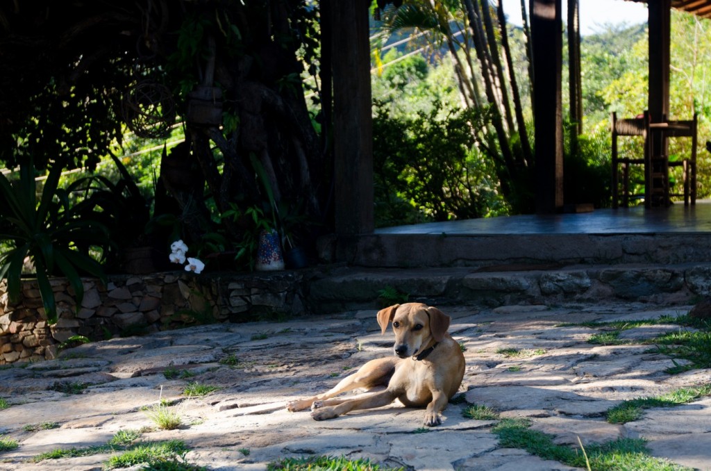 Cão na Pousada das Pedras, Serra do Cipó